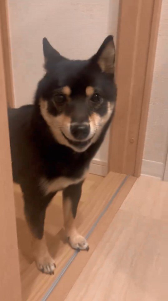 提供：豆柴ごま娘さん