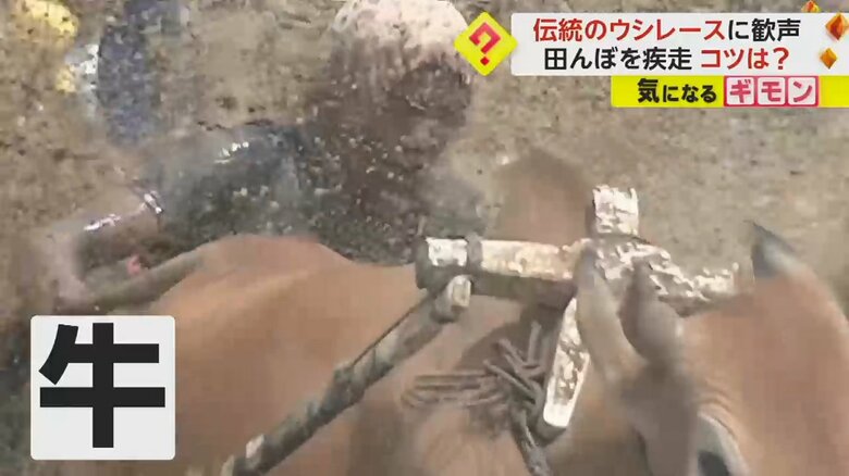 泥を跳ね上げて走る牛と騎手