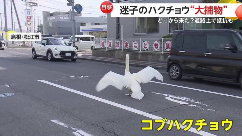 発見時、交通量の多い道路に立ち尽くしていたという