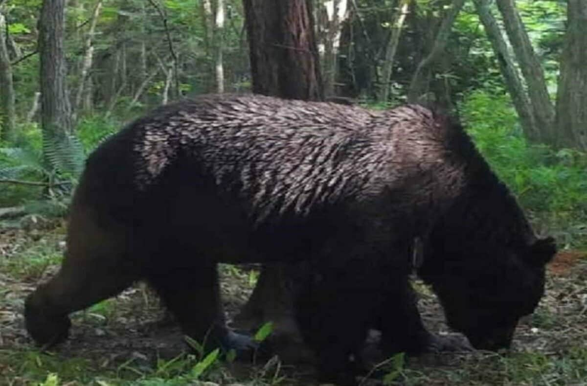 “肉の味”教えたのは人か…牛襲い続けた「怪物ヒグマOSO18」―エゾシカの死がいの不法投棄で食性変化？ 進む巨大化への対策｜FNNプライムオンライン