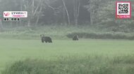 【ヒグマ速報】関係は？2頭が一緒にいる姿をカメラが捉える―JR別当賀駅近くの草地にクマ出没〈前日にはJRの運転士が列車から2頭を目撃…同一個体か〉警察がパトロールを強化_北海道根室市
