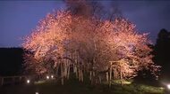 福島県の一本桜・新“東の大関”　矢祭町『戸津辺の桜』　みちのくの春告げサクラが早くも見ごろに　