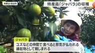 特産品「ジャバラ」の収穫　ジュースや調味料に