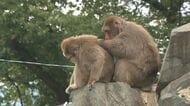 入園無料！開園65年の動物園　「老朽化」で穴、塗装がはがれ…飼育員が補修も「限界がある」　初めて“サポーター”を募集　寄付金は施設整備に、限定イベントなど特典も　「動物と客の距離が近い動物園」を未来に
