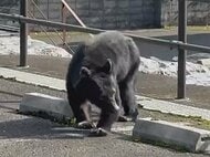 2時間半ほど居座って山へ…寺の敷地内に成獣とみられるクマ 7日以降に目撃相次ぎ猟友会等が捕獲用ワナを設置