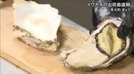 苓北町でイワガキの出荷最盛期【熊本】