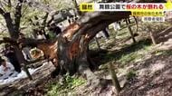 桜の木が根元から突然倒れる　花見で知られる舞鶴公園　高さ15メートルのソメイヨシノ　多くの花見客が一時騒然　樹齢は50～70年か　福岡