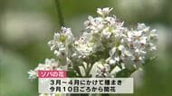 西日本有数の作付面積　豊後高田で春そばの花満開　新そばは6月中旬以降に解禁予定　大分
