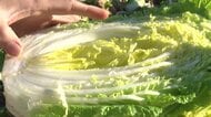 白菜が“ブカブカ”に…「水分や温度が不足」厳しい寒さの影響で“空洞化”「雪降らないで」品質低下を危惧