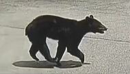 クマが小学校の通学路に出没　道路を横切り、走っていく姿が防犯カメラに　住宅や店舗が立ち並ぶ市街地で目撃相次ぐ　警察などが周辺を警戒