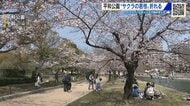 サクラの若い枝「ひこばえ」が複数折られる　３４本の被害を確認　器物損壊の疑いで捜査　広島市・平和公園