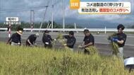 コメ→こめ油→稲作へ・「米ぬかの搾りかす」を肥料として活用…循環型コメづくり　山形・天童市