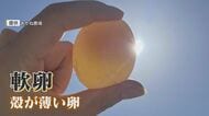 夏バテで“エッグショック”再来か？ 殻が薄い「軟卵」や極小サイズなど 産卵数減り価格も高騰【福岡発】