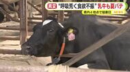“呼吸荒く食欲不振”乳牛も夏バテ「電気代は冬の倍でも搾乳量は減少で経営的に厳しい」