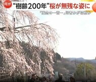 「残念の一言に尽きる」樹齢200年“大原大しだれ桜”　十数本の枝に“切断痕”…被害届を提出へ　大分・日田市