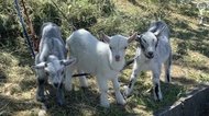 面倒な草刈りをしてくれる“除草ヤギ”が大人気…かわいすぎて除草させられない人も