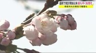 盛岡で統計開始以来最も早く桜開花 季節外れの寒気で積雪も<岩手・盛岡市>