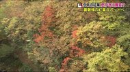 今年は「赤」が少ない? 理由が分からず困惑 それでも訪れた人を魅了する裏磐梯の紅葉【福島発】