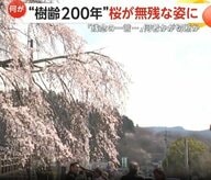 「残念の一言に尽きる」樹齢200年“大原大しだれ桜”　十数本の枝に“切断痕”…被害届を提出へ　大分・日田市