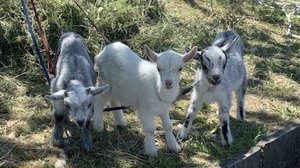 面倒な草刈りをしてくれる“除草ヤギ”が大人気…かわいすぎて除草させられない人も