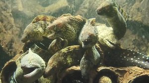 ウツボの“あくび姿”の撮影に成功した志摩マリンランド…珍しいことなのか聞いてみた