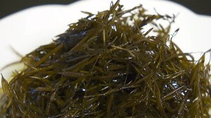ネバネバとした食感 海藻「ナガラモ」漁が解禁 氷見沿岸に自生