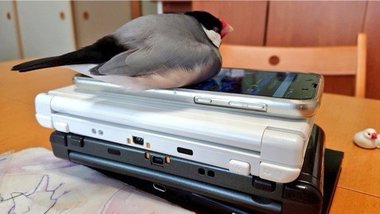 宿題しないので取り上げたゲーム機を“見張る”文鳥に「くそぅ」…悶絶する息子が微笑ましい