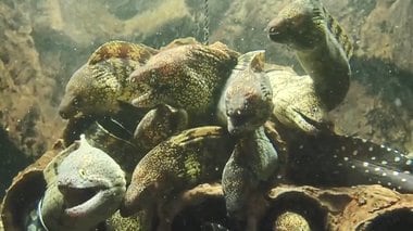 ウツボの“あくび姿”の撮影に成功した志摩マリンランド…珍しいことなのか聞いてみた