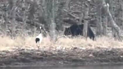 【ヒグマvsタンチョウ】岸辺で”にらみ合い”_タンチョウのエサ場に近づく1頭のクマ→威嚇するタンチョウに熊は_どちらも大きさは1.5ｍほど_接近遭遇の様子を撮影〈北海道根室市〉