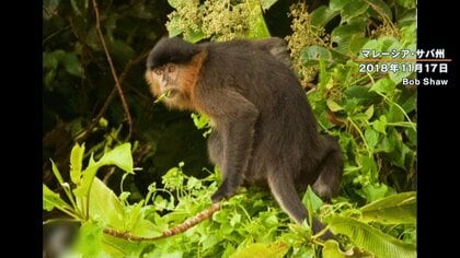 新種か？ ボルネオ島に「謎のサル」　長い尻尾にオレンジ色の毛…誕生の背景に環境破壊の影響
