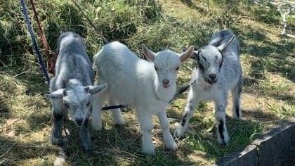 面倒な草刈りをしてくれる“除草ヤギ”が大人気…かわいすぎて除草させられない人も