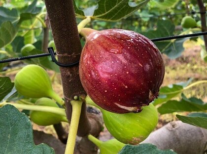 夏のイチジク、少雨で甘味濃厚 品質良好で“当たり年”