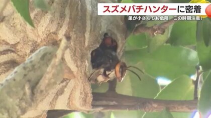 巣が小さくても危険！スズメバチハンターに密着　これからの季節は垣根や軒下にも注意「近づかずプロに連絡を」