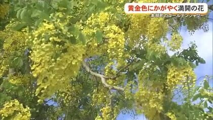 夏の訪れ鮮やかに告げるゴールデンシャワーが満開