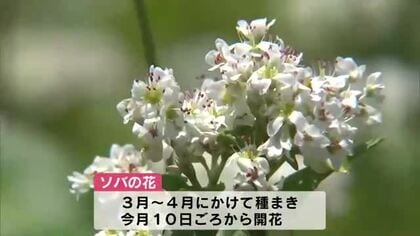 西日本有数の作付面積　豊後高田で春そばの花満開　新そばは6月中旬以降に解禁予定　大分