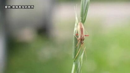 斑点米カメムシ類多発 県が注意報　イネの品質低下招く　岩手県