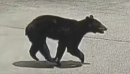 クマが小学校の通学路に　防犯カメラに走っていく姿　市街地で目撃相次いだ翌日、1頭を麻酔銃で眠らせ捕獲、駆除　体重78.5キロのオス　胃は空の状態　同じ個体か　「まだ怖いけど、これで落ち着いてくれれば」 長野・千曲市
