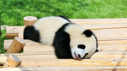 動物園にいてほしい動物は「ライオン」「パンダ」「キリン」がTOP3 小動物との触れ合いや夜間の開園も楽しみ