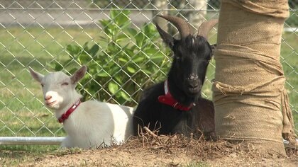  草をはむはむ…レンタルしたヤギで除草作業　環境にも優しく、癒やされる人続出【宮崎発】