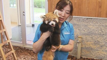 「発見が遅かったら助からなかった」弟は人工哺育に　西山動物園の双子レッサーパンダ2組、いよいよ一般公開