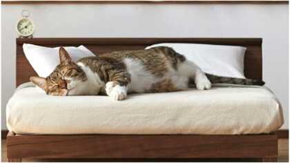 職人が本気で作った“ネコ家具”はサイズ感ぴったり「気持ち良すぎてたまらにゃい！」