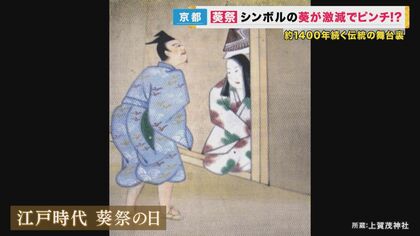 京都三大祭りの一つ「葵祭」 斎王代と平安装束の行列に目が行きがちだが… 実は欠かせない「葵」が激減  危機に瀕した1400年の伝統を守れるか｜FNNプライムオンライン