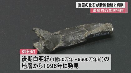 世界で見つかっていない新しい翼竜」熊本・御船町で発見の化石が新属
