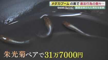 空前“メダカブーム”の裏側でトラブル相次ぐ 許せない「炎姫」の悲劇も・・・ 【大阪発】｜FNNプライムオンライン