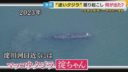 大阪湾“迷いクジラ”を約2年ぶりに掘り起こし 今後は骨格標本に