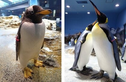 ぺんぎん  出られなくて、この顔」キングペンギンに囲まれたジェンツーペンギンの