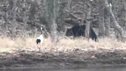 【ヒグマvsタンチョウ】岸辺で”にらみ合い”_タンチョウのエサ場に近づく1頭のクマ→威嚇するタンチョウに熊は_どちらも大きさは1.5ｍほど_接近遭遇の様子を撮影〈北海道根室市〉