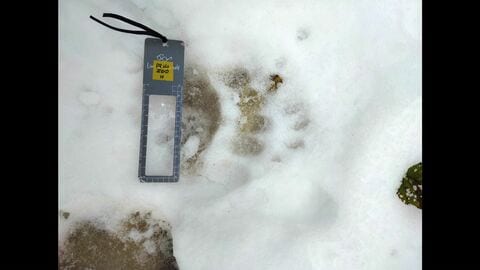 【ヒグマ速報】冬眠に入るのはいつごろ？札幌市円山動物園で足跡が見つかり緊張走る 柵を乗り越えて侵入したか― 北海道神宮付近では道路を横断する姿を目撃_住民は「ちょっとやばい」