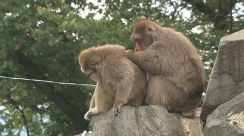入園無料！開園65年の動物園　「老朽化」で穴、塗装がはがれ…飼育員が補修も「限界がある」　初めて“サポーター”を募集　寄付金は改修費用に、限定イベントなど特典も　「地域に愛される動物園」を未来に　長野市・城山動物園