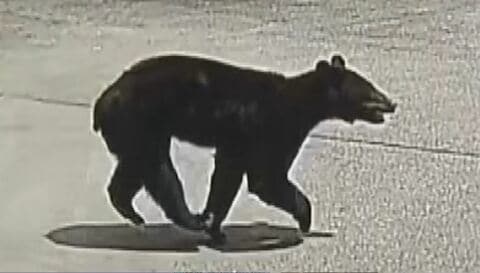 クマが小学校の通学路に　防犯カメラに走っていく姿　市街地で目撃相次いだ翌日、1頭を麻酔銃で眠らせ捕獲、駆除　体重78.5キロのオス　胃は空の状態　同じ個体か　「まだ怖いけど、これで落ち着いてくれれば」 長野・千曲市